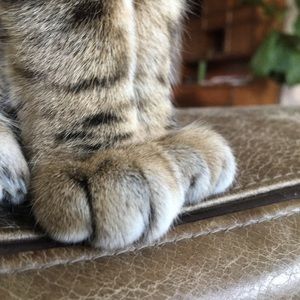 Meet your Posher, Gael